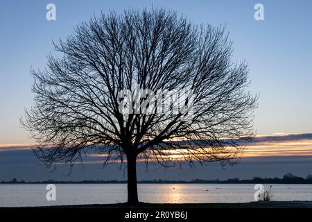 Silhouette vista di un grande albero con rami senza foglie su un grande lago contro un cielo nuvoloso durante il tramonto con luce arancione sull'acqua Foto Stock