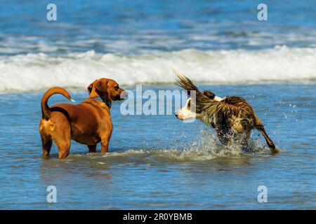 Due cani affrontano il surf mentre corrono lungo questa popolare spiaggia di hip surf e meta di yoga. Playa Guiones, Nosara, Guanacaste, Costa Rica Foto Stock
