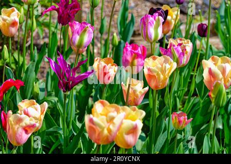 Primo piano di un letto da giardino misto di tulipani fioriti Foto Stock