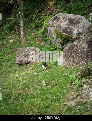 Coniglio nel selvatico. delizioso coniglietto bianco nero su sfondo verde. mangiare erba in giardino. Carino coniglio di animale domestico dolce peloso in estate. Foto Stock