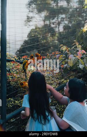 Vista sfocata del gruppo di uccelli pappagallo Sun Conure nella gabbia di metallo alimentata dai bambini. Foto Stock