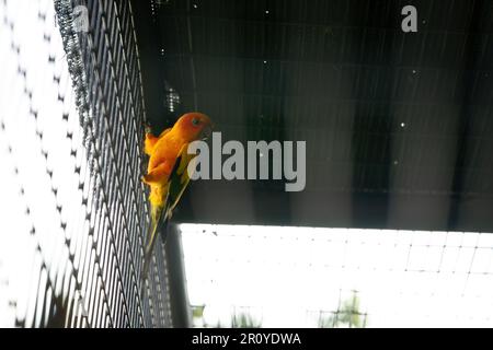 Pappagallo di Sun Conure nella gabbia di metallo. Foto Stock