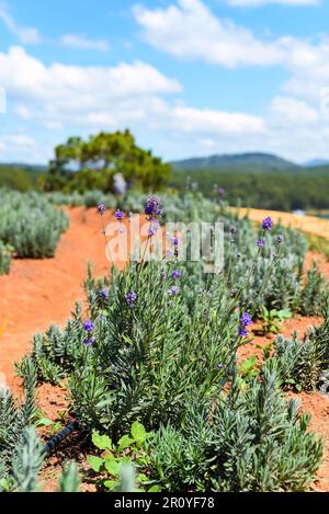 Campo di lavanda con cespugli freschi contro il lago e le montagne in Vietnam da Lat Foto Stock