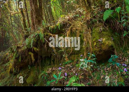 Vista del muschio sulle grandi pietre durante il percorso di trekking attraverso la fitta foresta verso il Santuario di Varsey Rhododendron o il Santuario di Barsey Rhodendron. Foto Stock