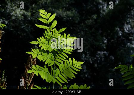 Felce reali (Osmunda regalis) fronde fresche verdi Foto Stock