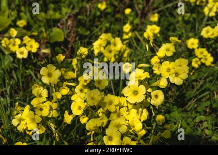 Sourgrass (Oxalis pes-CARAE) fiori gialli in fiore Foto Stock