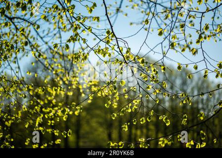 Fresca e luminosa vegetazione lussureggiante di un comune tiglio (Tilia europaea) in una luce solare in primavera Foto Stock