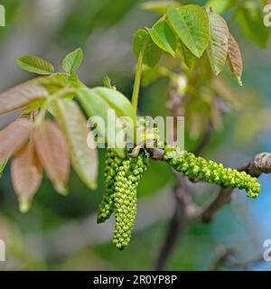 Fioritura maschile dal noce in primavera Foto Stock