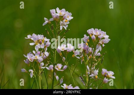 Cardamine pratensis, il fiore di culo in prato Foto Stock