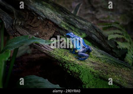 Rana di cervo blu / rana di cervo blu (Dendrobates tinctorius azureus) originaria delle foreste pluviali del sud del Suriname e del nord del Brasile Foto Stock