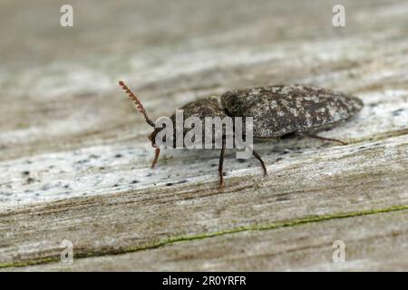 Particolare primo piano naturale sul coleottero grigio, Agrypnus murina, seduto su legno Foto Stock