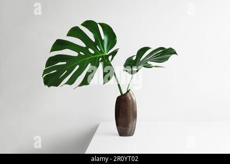 Belle foglie di formaggio svizzero o di Monstera deliziosa in un vaso marrone su uno sfondo chiaro, concetto di arredamento creativo minimo casa Foto Stock
