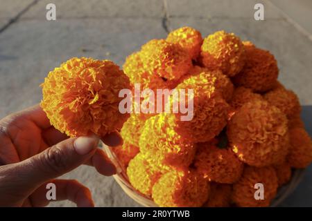 Fiori di arance marigold in cesto Foto Stock