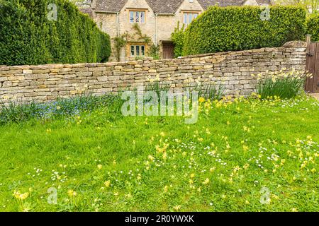 Fiori primaverili di fronte a un cottage nel villaggio Cotswold di Little Barrington, Gloucestershire UK Foto Stock
