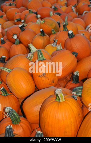 Un mucchio di zucche arancioni luminose in una fattoria di zucche Foto Stock