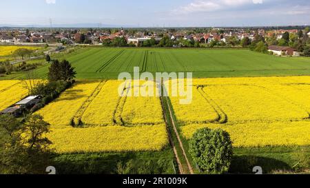 Weiterstadt Braunshardt in una giornata di sole, primavera con campi gialli, germania Foto Stock