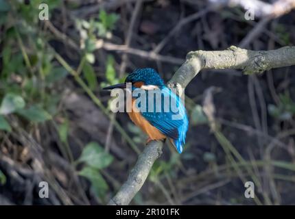 Kingfisher maschio che vola intorno a inseguire il Kingfisher felmale Foto Stock