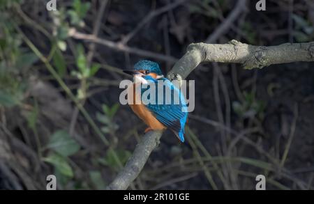 Kingfisher maschio che vola intorno a inseguire il Kingfisher felmale Foto Stock