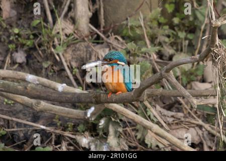 Kingfisher maschio che vola intorno a inseguire il Kingfisher felmale Foto Stock