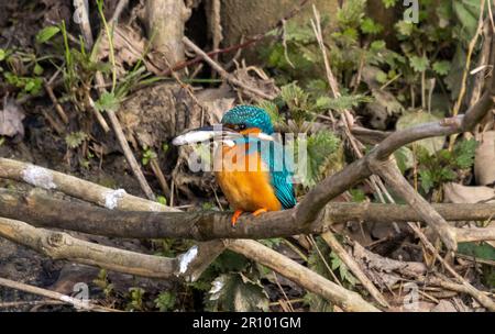 Kingfisher maschio che vola intorno a inseguire il Kingfisher felmale Foto Stock