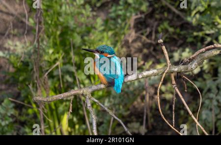 Kingfisher maschio che vola intorno a inseguire il Kingfisher felmale Foto Stock