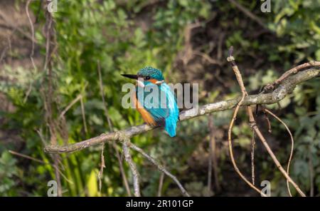 Kingfisher maschio che vola intorno a inseguire il Kingfisher felmale Foto Stock