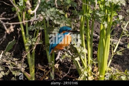 Kingfisher maschio che vola intorno a inseguire il Kingfisher felmale Foto Stock