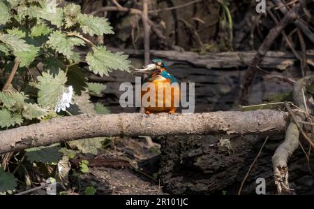 Kingfisher maschio che vola intorno a inseguire il Kingfisher felmale Foto Stock