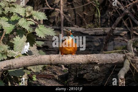 Kingfisher maschio che vola intorno a inseguire il Kingfisher felmale Foto Stock