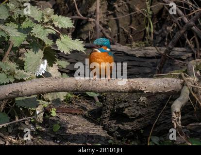 Kingfisher maschio che vola intorno a inseguire il Kingfisher felmale Foto Stock