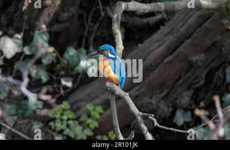 Kingfisher maschio che vola intorno a inseguire il Kingfisher felmale Foto Stock