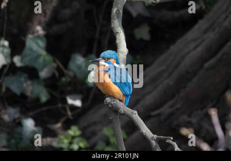 Kingfisher maschio che vola intorno a inseguire il Kingfisher felmale Foto Stock