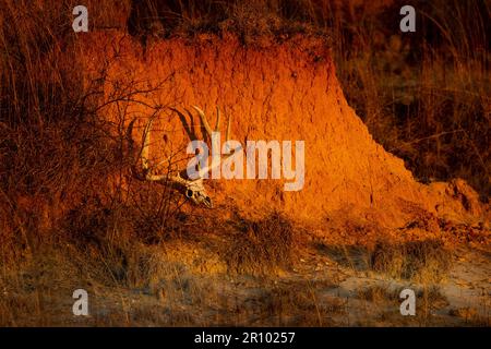 Un enorme teschio di cervo di mulo si trova accanto a una parete del canyon Foto Stock