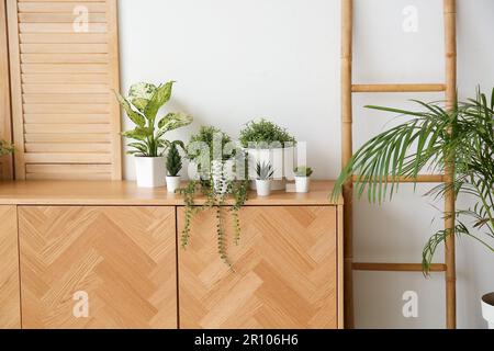 Elegante armadio in legno con piante da casa all'interno della camera Foto Stock