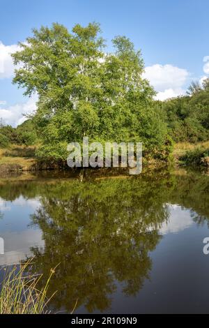 Betula pendula o di betulle d'argento e la loro riflessione in uno stagno nella foresta di Ashdown in un pomeriggio d'estate, Sussex orientale, Inghilterra sudorientale Foto Stock