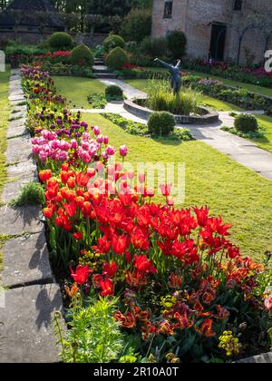 Ritratto di Chenies Manor Garden Tulipani nel mese di maggio. Vivaci tulipani rossi, arancioni e rosa piantati in file nel giardino terrazzato Sunken in un bel pomeriggio. Foto Stock