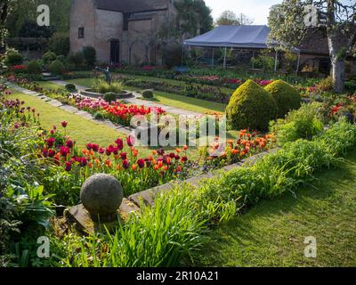 Chenies Manor Giardino tulipani nel mese di maggio. Vivaci tulipani rossi, arancioni e rosa piantati a strati nel giardino terrazzato Sunken in un bel pomeriggio. Foto Stock