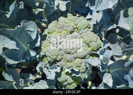 Broccoli in crescita in campo Foto Stock