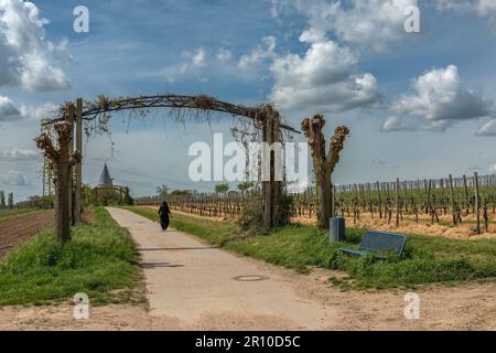 Vigneti nel Parco Regionale Rhein Main vicino alla Warte Floersheimer Foto Stock