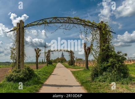 Vigneti nel Parco Regionale Rhein Main vicino alla Warte Floersheimer Foto Stock