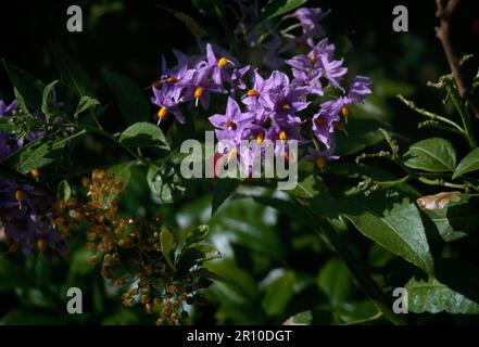 Woody Nightshade (Solanum Dulcamara) in Flower nella stessa famiglia di Deadly Nightshade (Belladonna), ma non come tossico Foto Stock