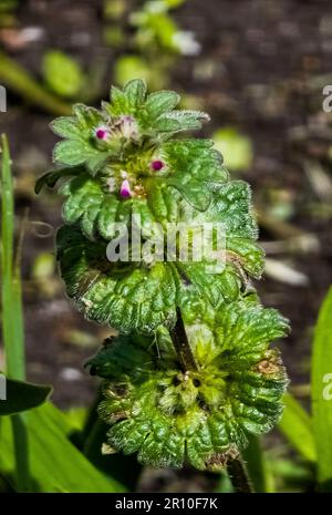 Primo piano di un fiore di Lamium amplexicaule di colore rosa sullo sfondo di una natura luminosa. Foto Stock