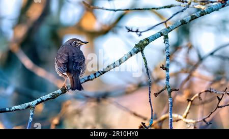 Mughetto in un albero nel sole primaverile iniziale con le gemme sui rami Foto Stock