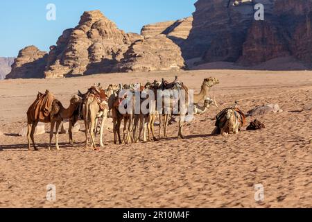 Cammelli nel Wadi Rum, Giordania Foto Stock