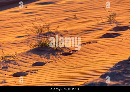 Impronte sulla sabbia al tramonto, Wadi Rum, Giordania Foto Stock