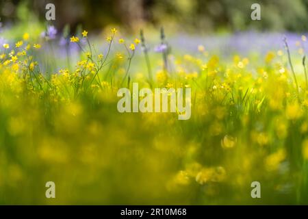 Margherite in un prato con Bluebells dietro Foto Stock