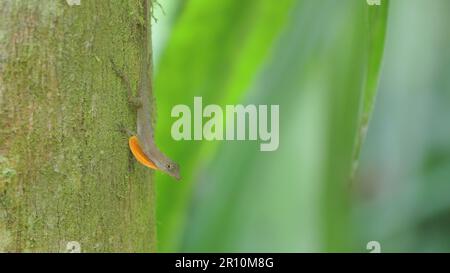 lucertola maschio del golfo-dulce anole su un tronco dell'albero a corcovado nazionale Foto Stock