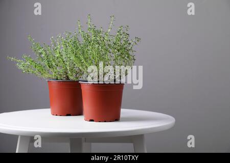 Timo verde aromatico in pentole su tavolo bianco contro parete grigia, spazio per testo Foto Stock