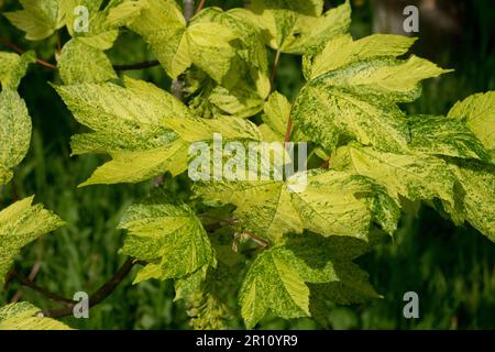 Acer pseudoplatanus 'Aureo-variegatum', acero di Sycamore, foglie, Primavera, colore, foglia, Fogliame Foto Stock