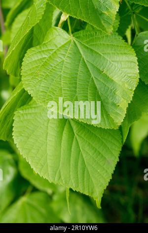 Tiglio a foglia larga, Tilia platyphyllos, Verde, Primavera, foglia Foto Stock